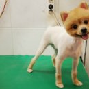 아마존동물병원 이미지