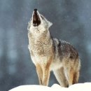 늑대