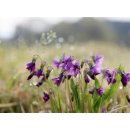 아침들녘 이미지