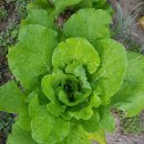 구억농장 이미지