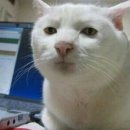 오피피시방 이미지