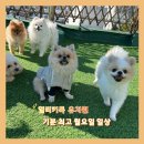 일리키독 이미지