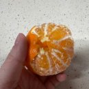 제일농산 | 농장 직배송 고당도 노지감귤 맛집 다현농산 레드향 내돈내산 후기