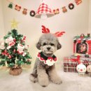 개라데이션 이미지