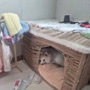 야한왕족발 | 옆 집이 이삿짐 우리집으로 빼게해달라한 뒷 이야기🌟