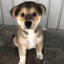 월피파출소 이미지