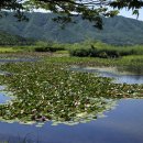 연꽃마을건넌들 이미지