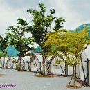 영월오아시스 글램핑 이미지