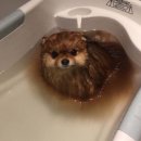 털찐강아지 이미지