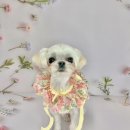 변신하개 이미지