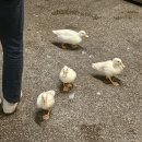 요녀석(하남점) | [주렁주렁 동물원 하남] 임신후기 임산부의 주렁주렁 나들이 🤰 여름 임산부 태교하기