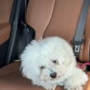 댕이멍이 이미지