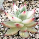 솔레미오 이미지