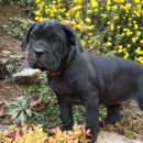 꽃보다 강쥐 이미지