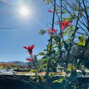 바느질정원 | 감성 정원과 시그니처 메뉴. 청송 한옥마을 데이트코스. 백일홍 카페 솔직후기