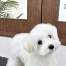 순수하개 이미지