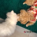 365동판교동물병원 이미지