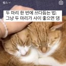 집사들 고양이 한번에 쓰다듬는법 이미지