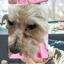 샤방하개 이미지