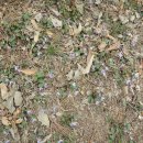 신지면-2 이미지