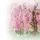 수양벚꽃나무 이미지