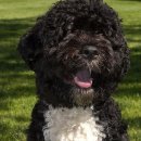 퍼스트펫 이미지