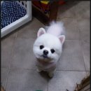 헬로도그맘 이미지