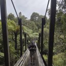 2025년 12월 27일 Suspension Bridge - Wairoa Loop Track///// 이미지