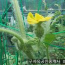 요즘 재미있는 취미생활 수박키우기 ...수박에 마스크 씌우기 이미지