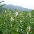 세월낚기 이미지