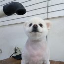 펫스탑 이미지