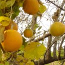 하늘타리 이미지