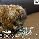 화교닭날개구이 이미지