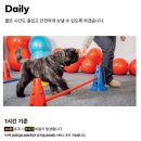 펌킨 펫하우스 서울숲 이미지