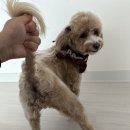 밀크숑 애견샵 이미지