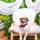 위드독애견스파풀빌라 이미지