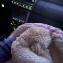 멍린이집 이미지