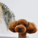 로즈펫살롱 이미지