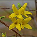 개나리공인중개사 이미지