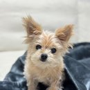 아미가PC | 전기담요 휴대용 추천 브리솔 무선 캠핑블랭킷