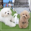 도그데일리 | 강아지 진드기 퇴치제 도그스킨 썸머 보호막 스프레이 후기