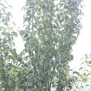 손영호농장 이미지