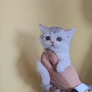 동양애견 강아지분양 고양이분양 이미지