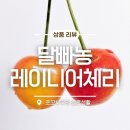 달빠농 레이니어체리 후기 달콤함에 빠진 농장 과일택배 보관법까지 총정리