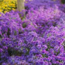 충남 아산 피나클랜드의 봄꽃&amp;불꽃 판타지&#39;에 초대합니다 이미지