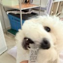 소사프라임동물병원 이미지