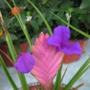 아나나스 이미지