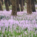 곰솔주단 이미지