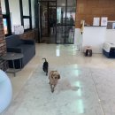 펫츠하우스 이미지