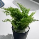 (주)정화환경 | 공기정화식물 추천, 솜사탕 고사리 화분 세트로 완성한 감성 플랜테리어 후기